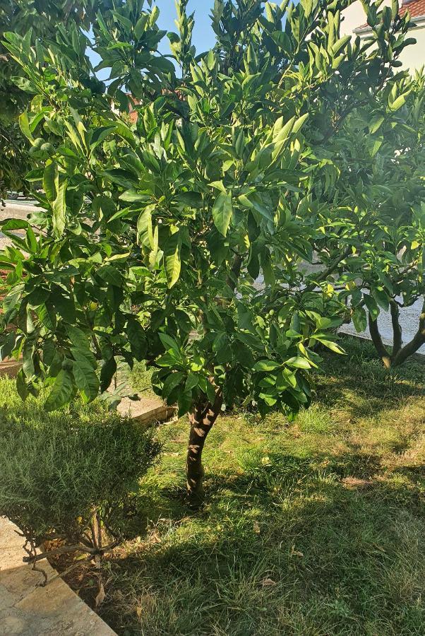 זאדאר Apartman Maja מראה חיצוני תמונה